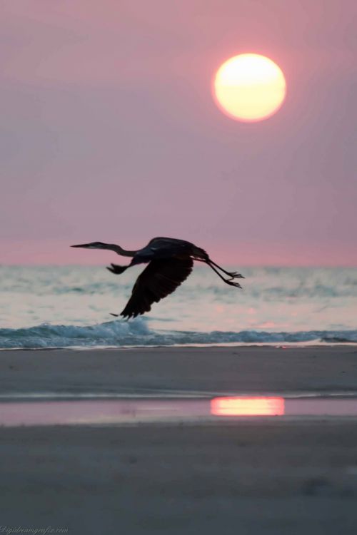 Great Blue Heron At Sunset