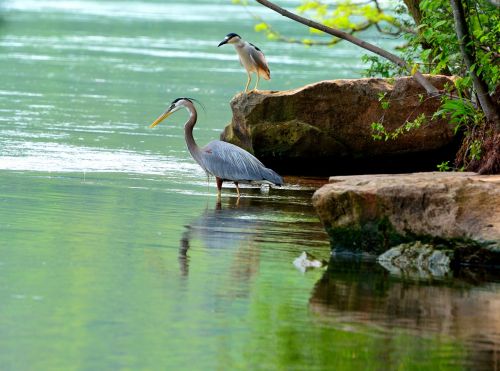 great blue herons niagara river wading birds