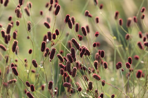 great burnet  sanguisorba officinalis  field