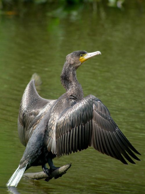 great cormorant birds nature