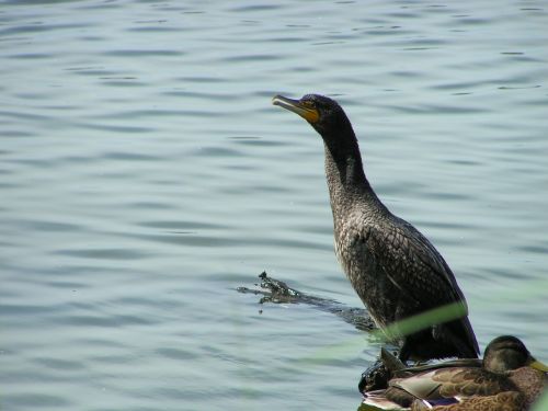 great cormorant waterfowl bird