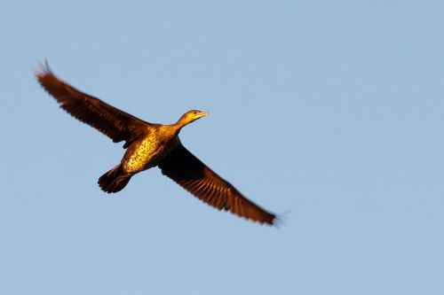 great cormorant wings bird