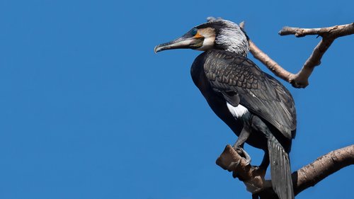 great cormorant  phalacrocorax  birds