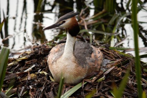 great crested grebe breed nest