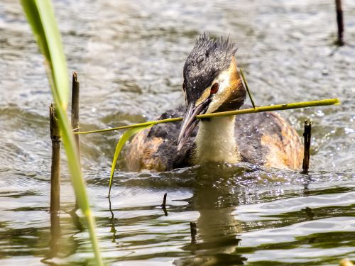 great crested grebe divers water bird