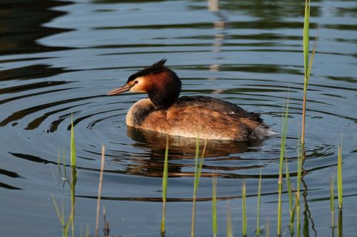 great crested grebe water bird water