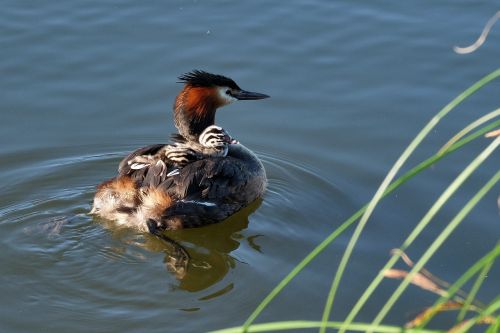 great crested grebe chicks water bird