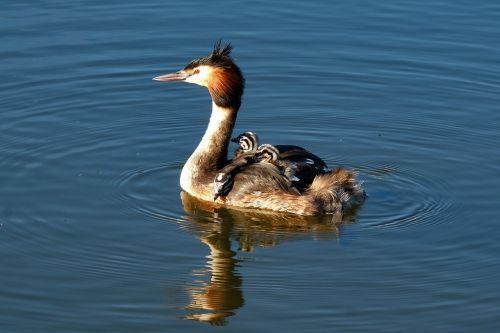 great crested grebe chicks water bird