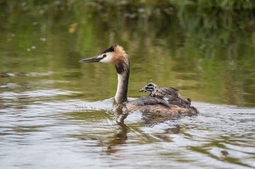 great crested grebe podiceps cristatus mother