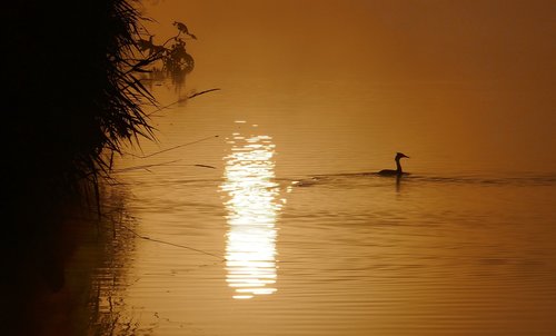 great crested grebe  bird  water