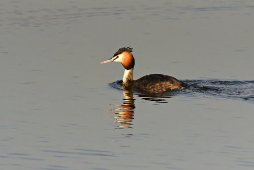 great crested grebe  water bird  animal