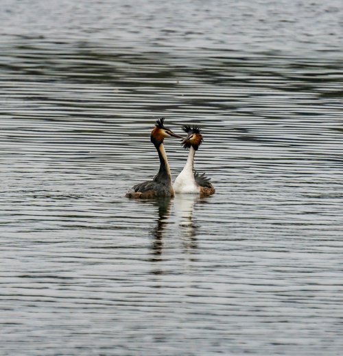 great crested grebe  bird  water