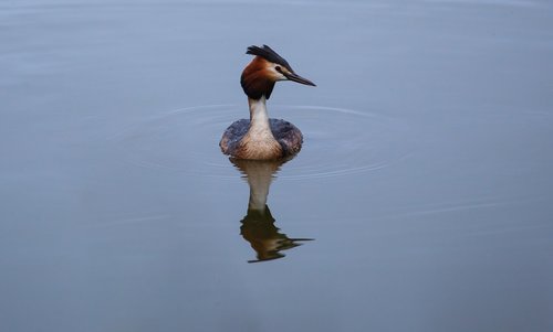 great crested grebe  grebe  duck waterfowl