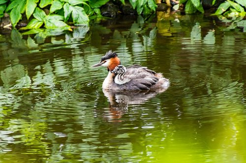 great crested grebe  young  baby animal