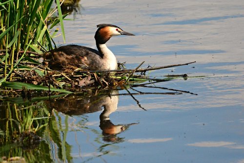 great crested grebe  water bird  animal