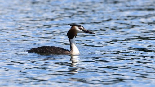 great crested grebe  lake  water
