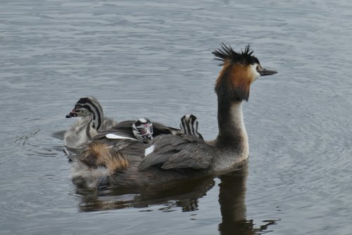 great crested grebe with young boy  ditch  spring