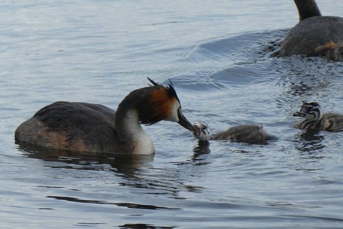 great crested grebe with young boy  chicks  boy