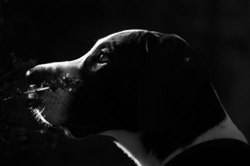 great dane portrait puppy