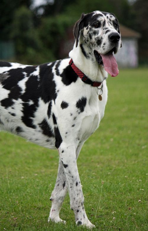 great dane harlequin dog