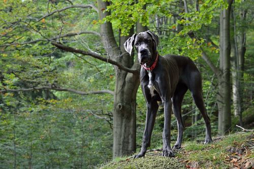 great dane portrait dog