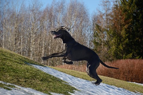 great dane  run  dog