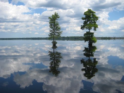 great dismal swamp water reflection