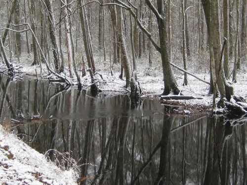 great dismal swamp winter snow