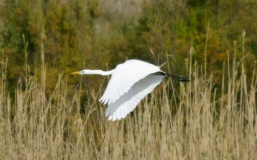 great egret bird wildlife