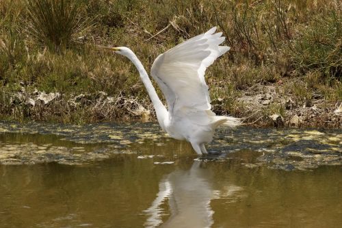great egret bird wildlife