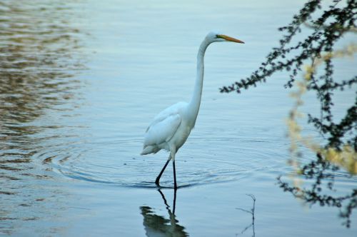 great egret bird water