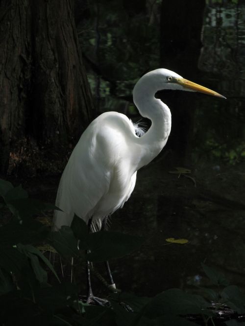 great egret waterfowl bird