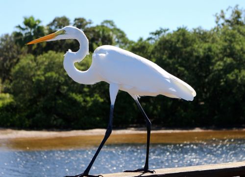 great egret water bird florida
