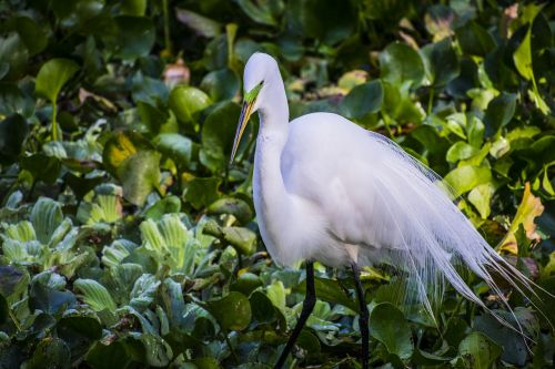 great egret bird plumage