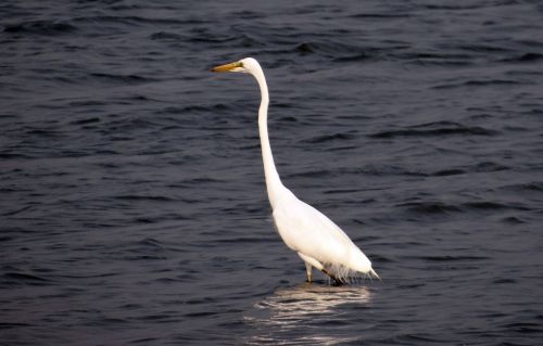great egret ardea alba large egret