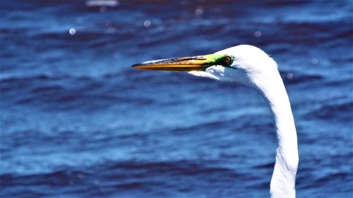 great egret  white  bird