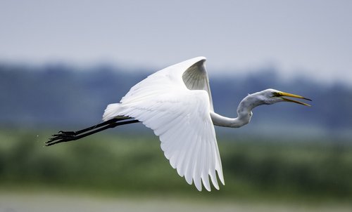 great egret  white  bird