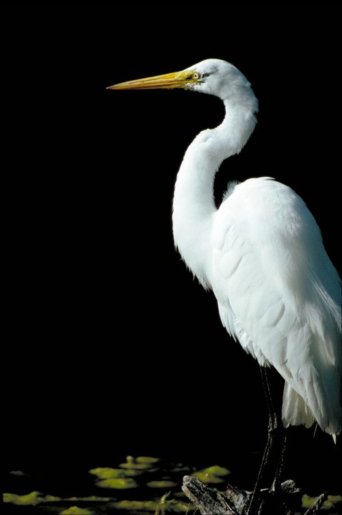 great egret waterfowl bird