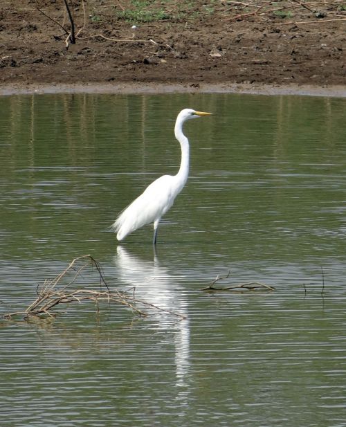 great egret ardea alba egret