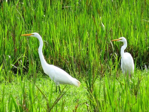 great egret bird fauna