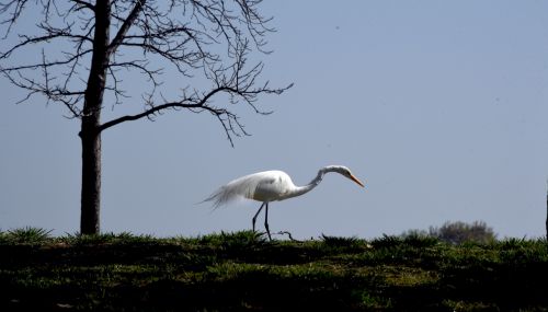 Great Egret Stalking Prey
