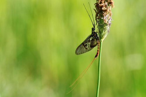 great flash in the pan  fly  insect