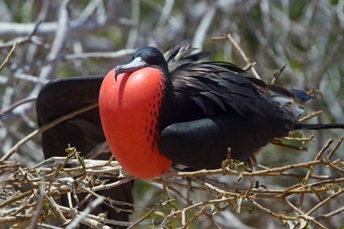 great frigate bird red breast