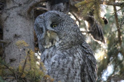 great gray owl phantom of the north cinereous