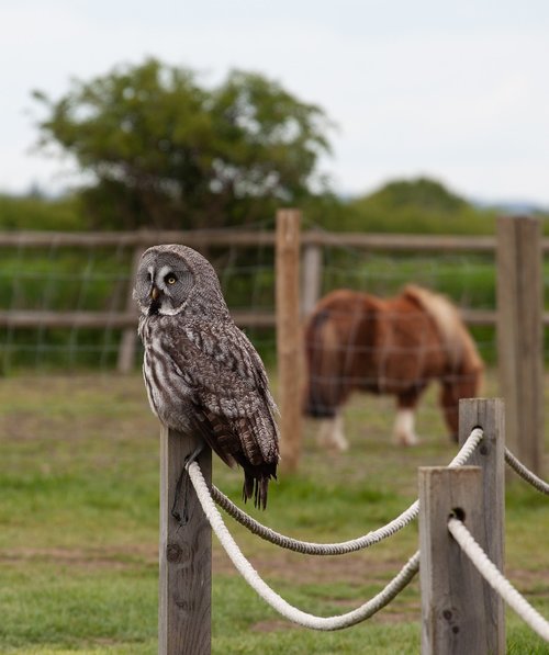 great gray owl  owl on post  owl