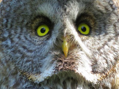 great grey owl owl close up of owl