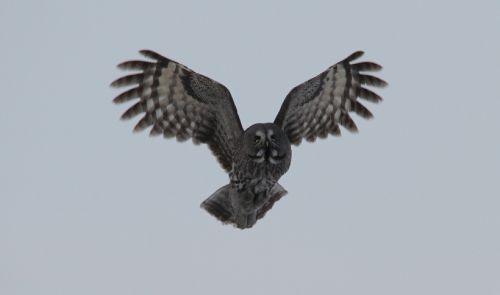 great grey owl bird wildlife