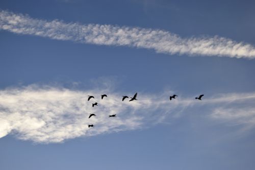Great Herons Flying