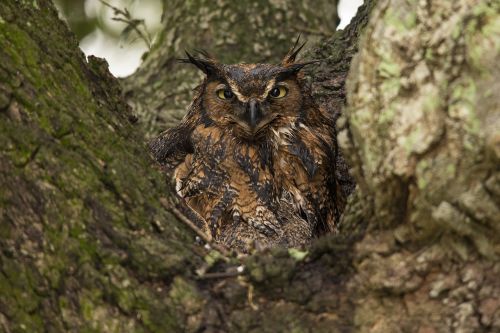 great horned owl tree predator