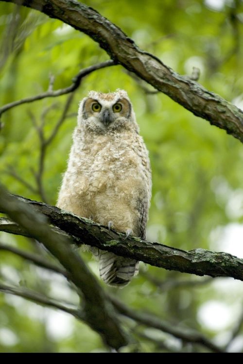 great horned owl baby bird